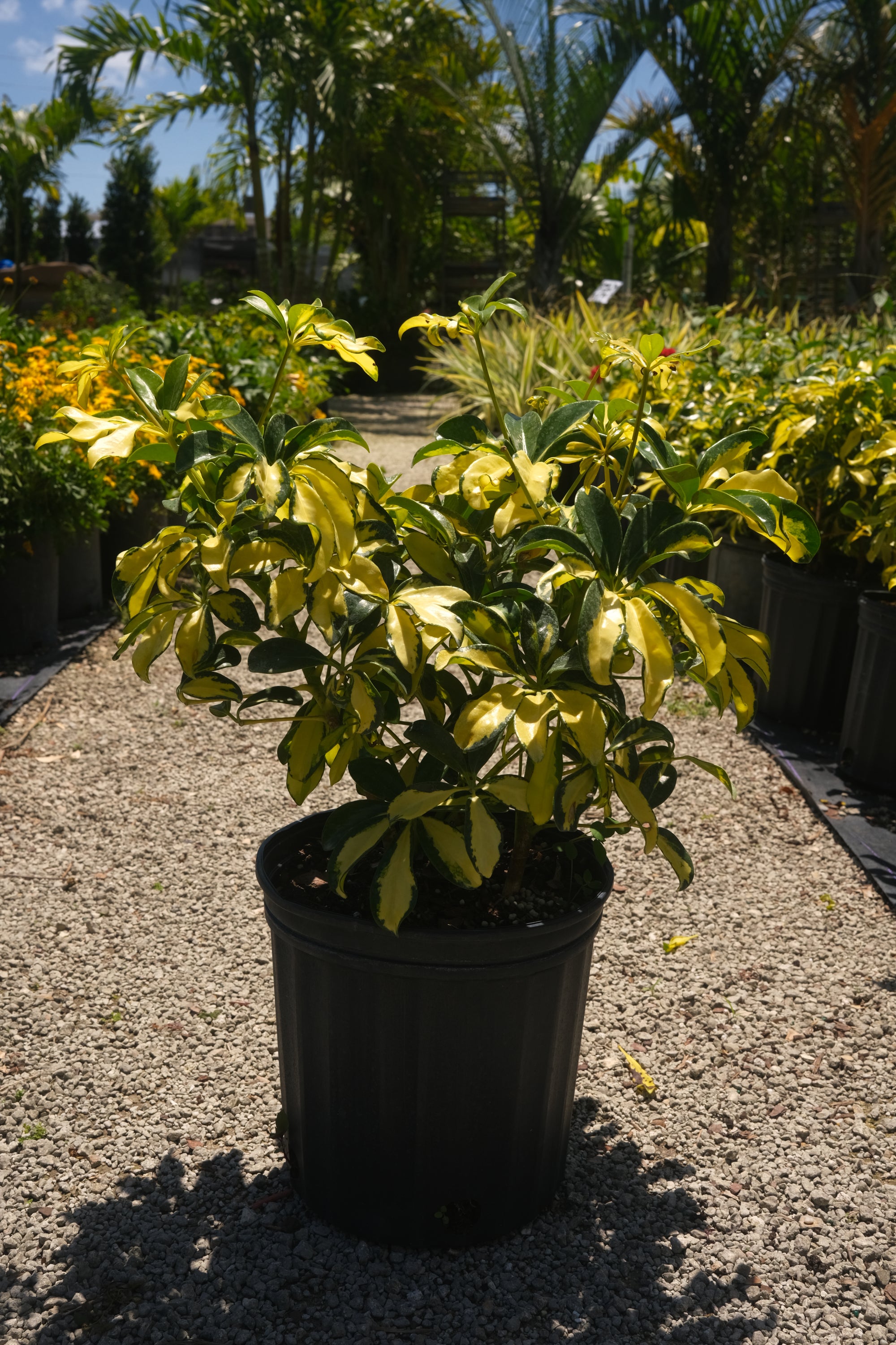 Arboricola Trinette "𝑺𝒄𝒉𝒆𝒇𝒇𝒍𝒆𝒓𝒂"