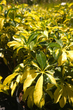 Arboricola Trinette "𝑺𝒄𝒉𝒆𝒇𝒇𝒍𝒆𝒓𝒂"