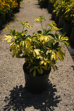 Arboricola Trinette "𝑺𝒄𝒉𝒆𝒇𝒇𝒍𝒆𝒓𝒂"