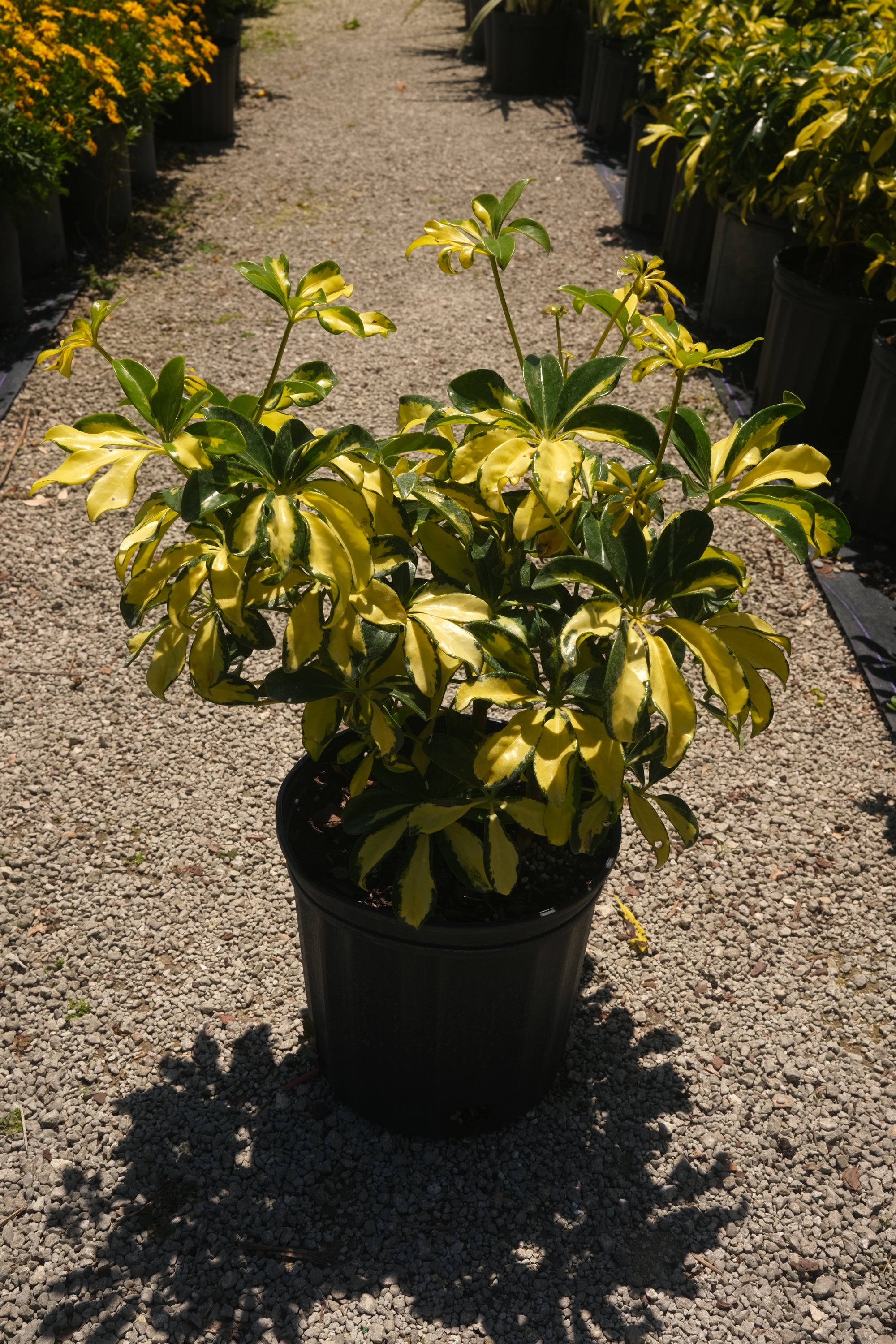 Arboricola Trinette "𝑺𝒄𝒉𝒆𝒇𝒇𝒍𝒆𝒓𝒂"