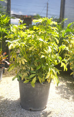 Arboricola Trinette "𝑺𝒄𝒉𝒆𝒇𝒇𝒍𝒆𝒓𝒂"
