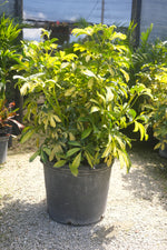 Arboricola Trinette "𝑺𝒄𝒉𝒆𝒇𝒇𝒍𝒆𝒓𝒂"