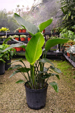 White Bird Of Paradise "𝑺𝒕𝒓𝒆𝒍𝒊𝒕𝒛𝒊𝒂 𝑵𝒊𝒄𝒐𝒍𝒂𝒊"