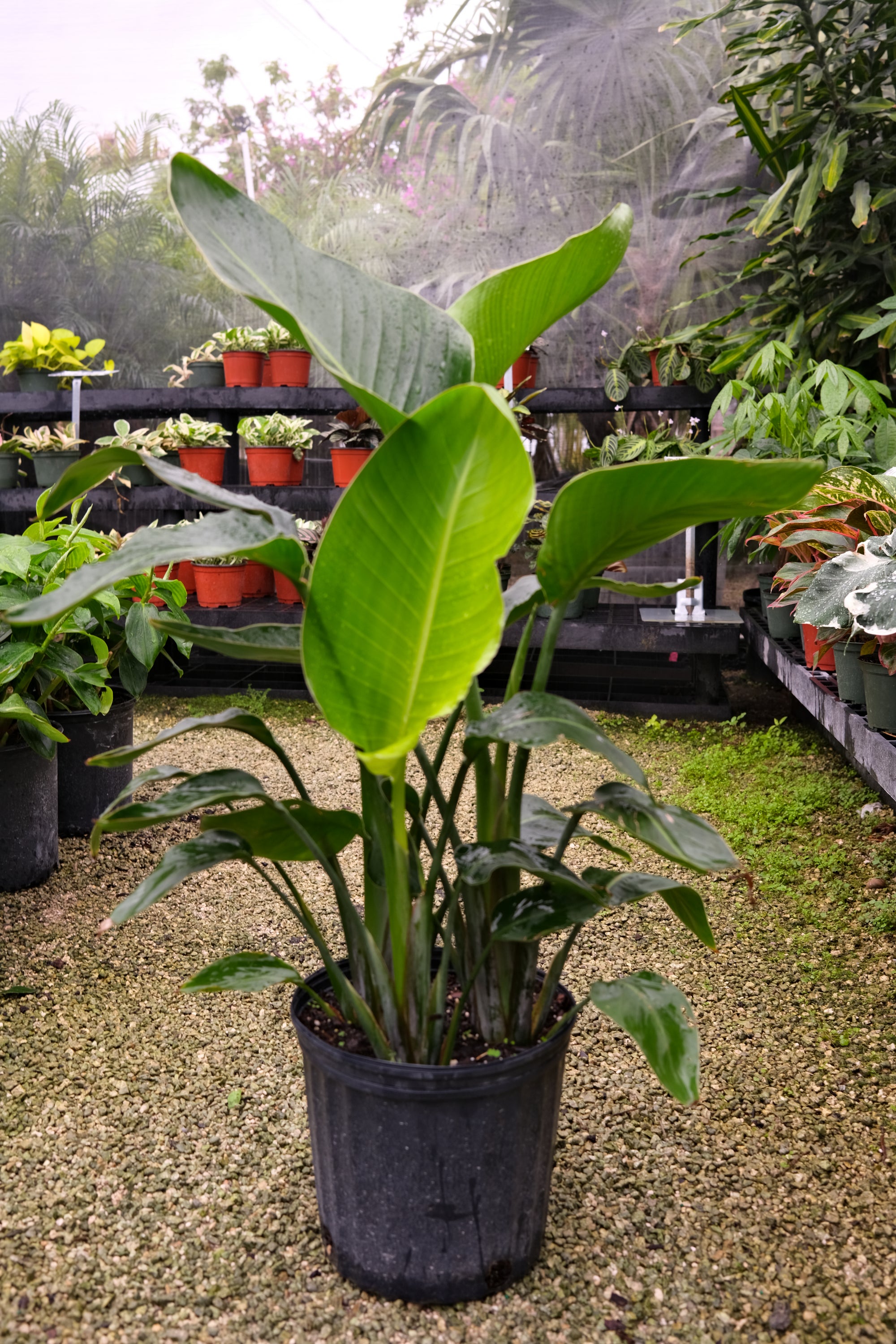 White Bird Of Paradise "𝑺𝒕𝒓𝒆𝒍𝒊𝒕𝒛𝒊𝒂 𝑵𝒊𝒄𝒐𝒍𝒂𝒊"