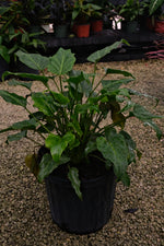 Philodendron xanadu “𝓣𝓱𝓪𝓾𝓶𝓪𝓽𝓸𝓹𝓱𝔂𝓵𝓵𝓾𝓶 𝔁𝓪𝓷𝓪𝓭𝓾”