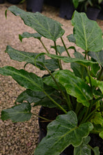 Philodendron xanadu “𝓣𝓱𝓪𝓾𝓶𝓪𝓽𝓸𝓹𝓱𝔂𝓵𝓵𝓾𝓶 𝔁𝓪𝓷𝓪𝓭𝓾”