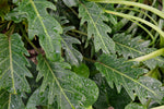 Philodendron xanadu “𝓣𝓱𝓪𝓾𝓶𝓪𝓽𝓸𝓹𝓱𝔂𝓵𝓵𝓾𝓶 𝔁𝓪𝓷𝓪𝓭𝓾”