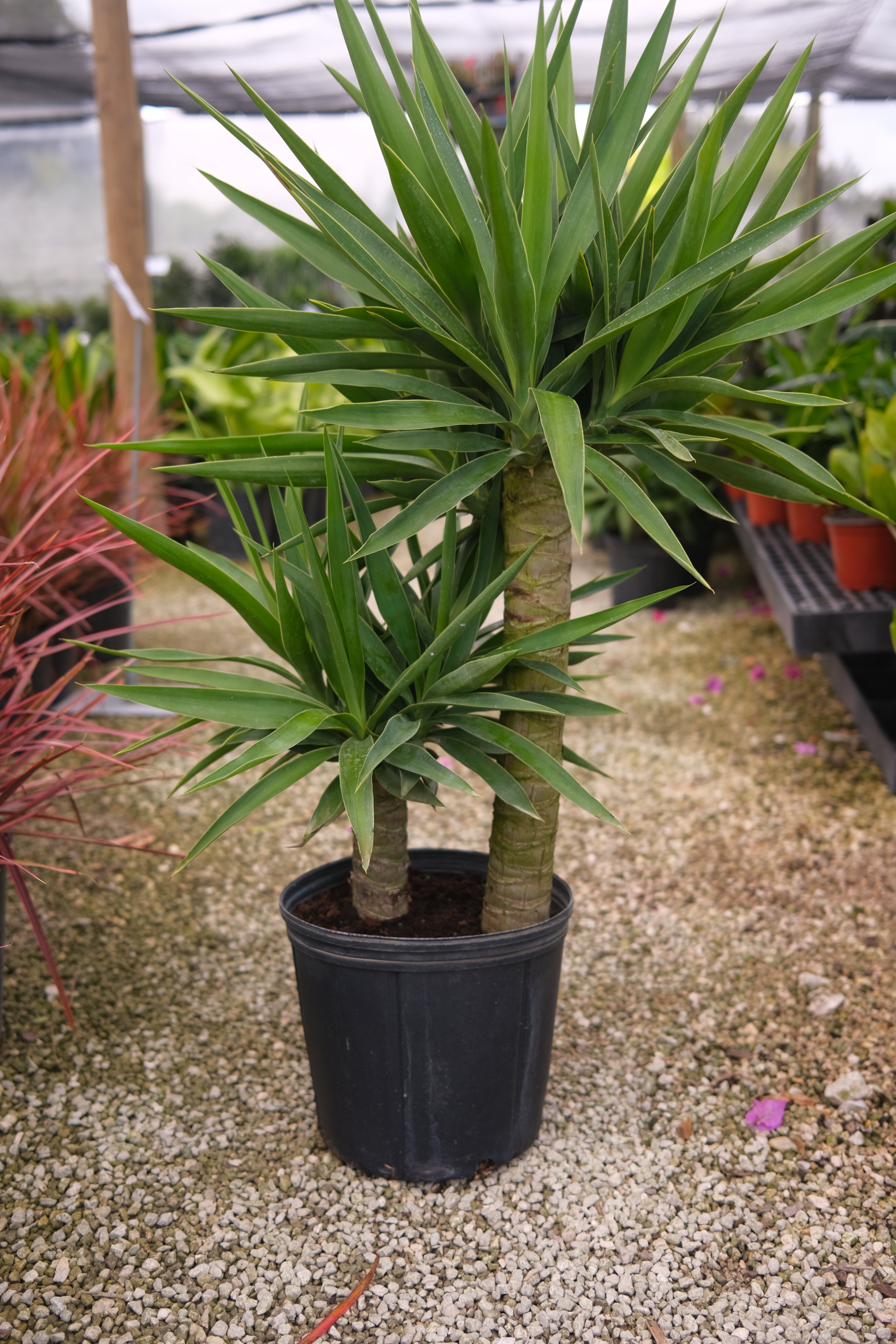 Yucca 