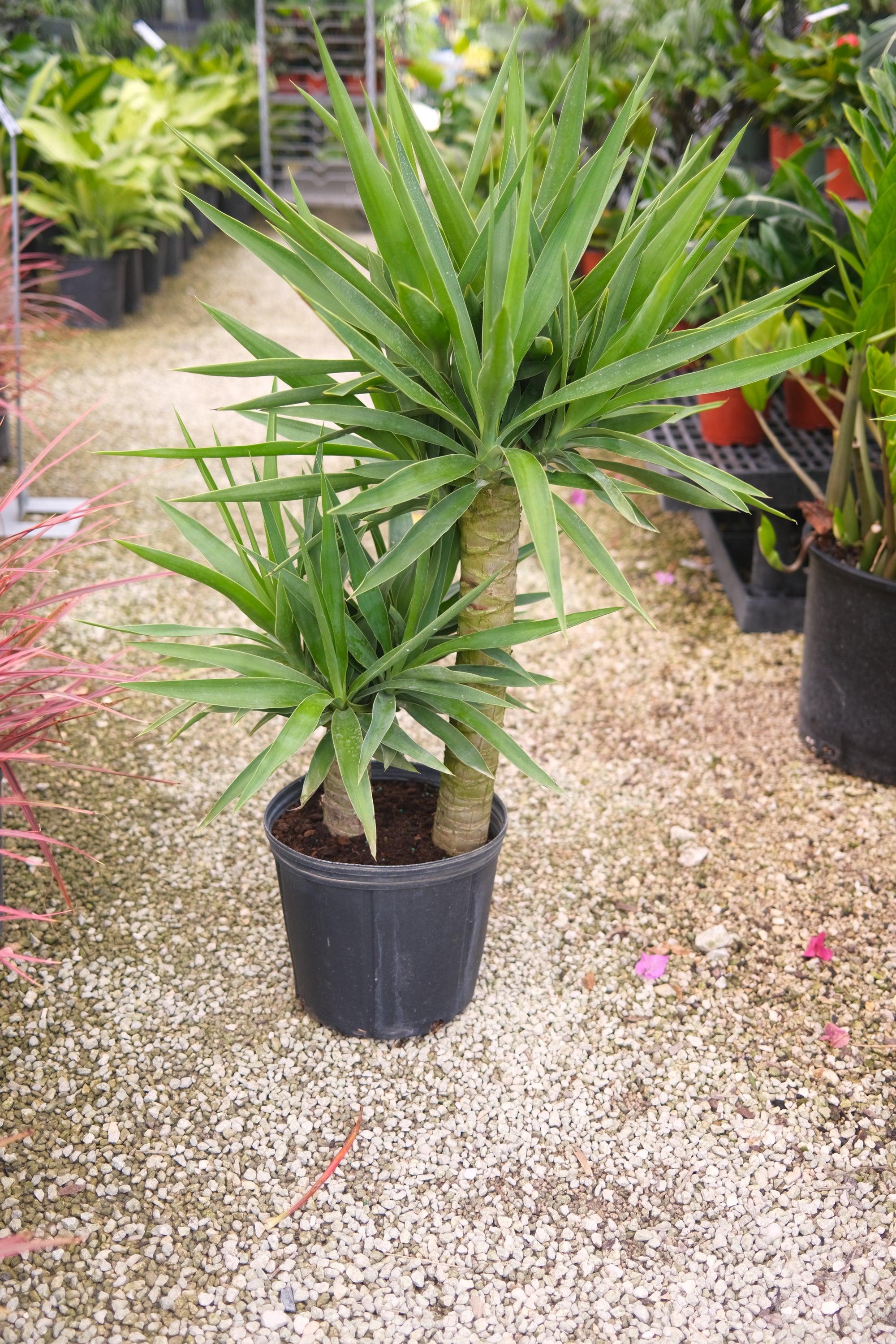 Yucca "𝑬𝒍𝒆𝒑𝒉𝒂𝒏𝒕𝒊𝒑𝒆𝒔"